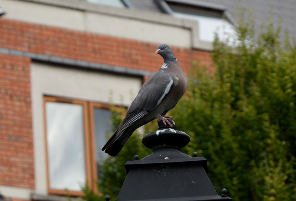 Uccelli dall''Irlanda